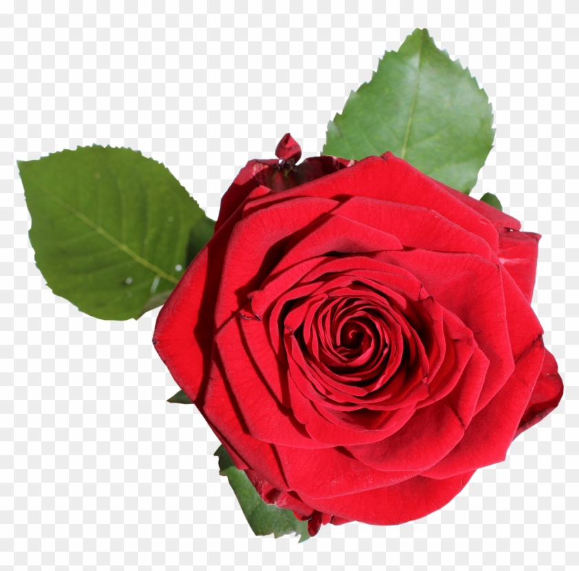 Garden Roses Cabbage Rose Floribunda Gift Blue Rose - 장미 꽃 Png #809172
