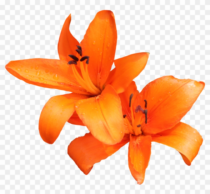 Orange Lilly 02 By Thy Darkest Hour - Flor Lily Png #809185