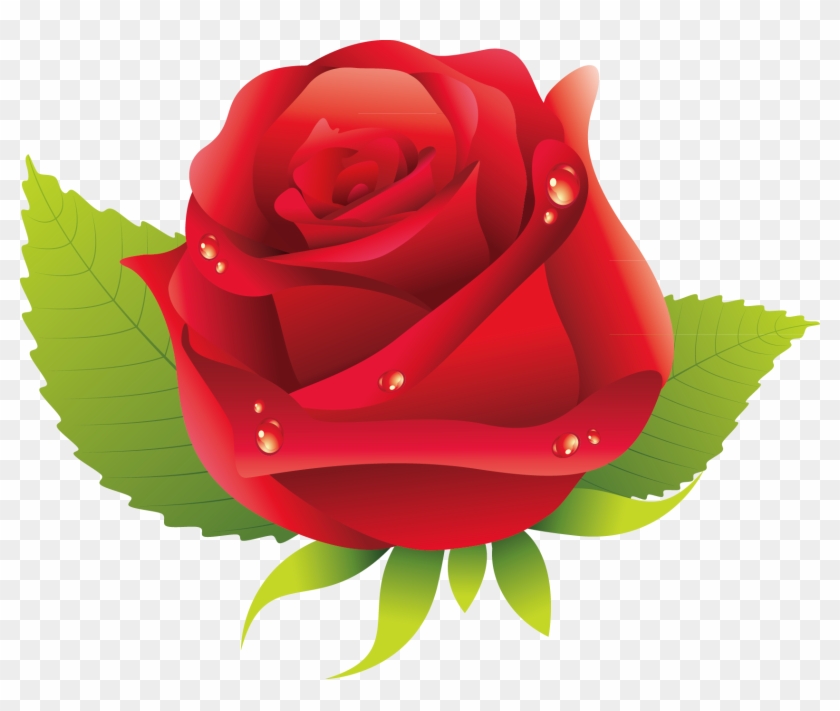 Garden Roses Rosa Chinensis Centifolia Roses Floribunda - Garden Roses Rosa Chinensis Centifolia Roses Floribunda #809210