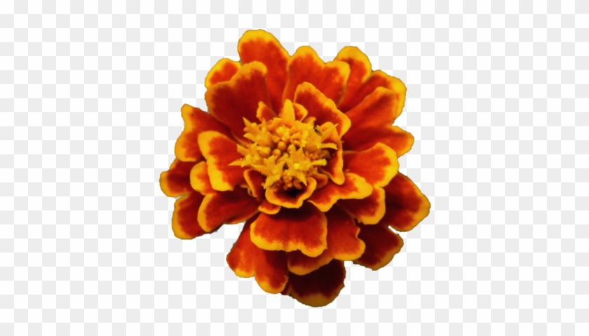 Flor Amapola Png Flower Png By Malkarma-d50qp7m - Malkarma - Free  Transparent PNG Clipart Images Download