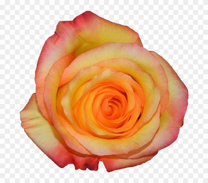 Rosa, Orange, Nature, Flowers - Rose #809218