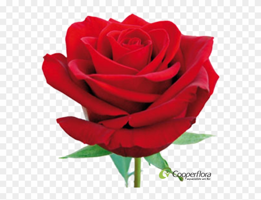 Rosa Ipanema - Cooperflora - Cooperative Floriculturists #809220