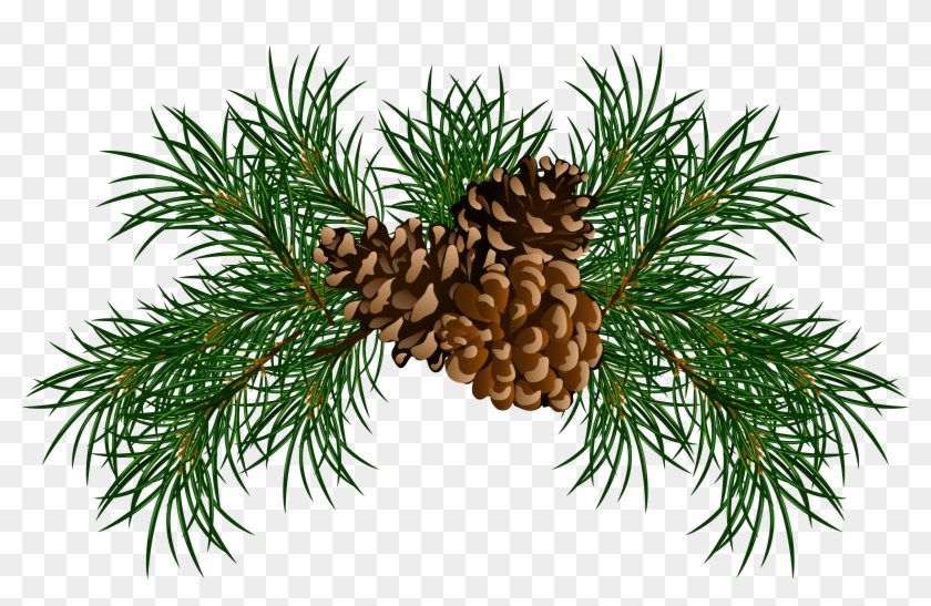Christmas Pine Cone Clipart - Pine Cones Clip Art #809249