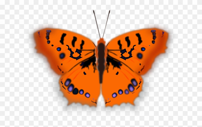 Orange Butterfly, Insect, Animal, Orange - Large Orange Butterfly #809500