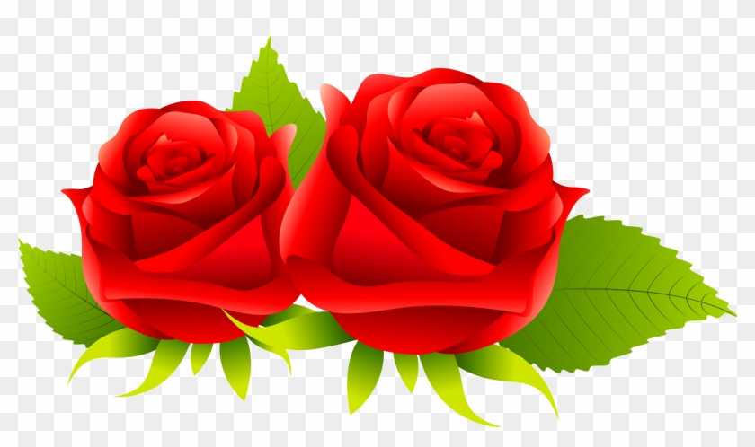 Centifolia Roses Rosa Gallica Garden Roses Flower - Centifolia Roses Rosa Gallica Garden Roses Flower #809768