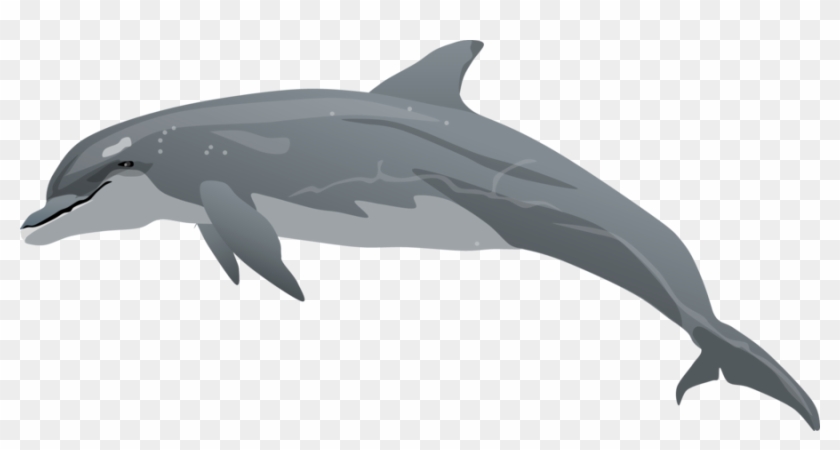 Bottlenose Dolphin Clipart - Bottlenose Dolphin Clipart #809802