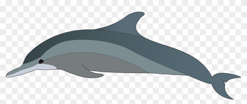 Dolphin - Dolphin Clip Art Png #809805