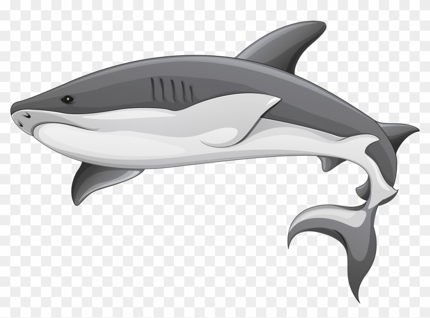 Parts Of A Shark #809817