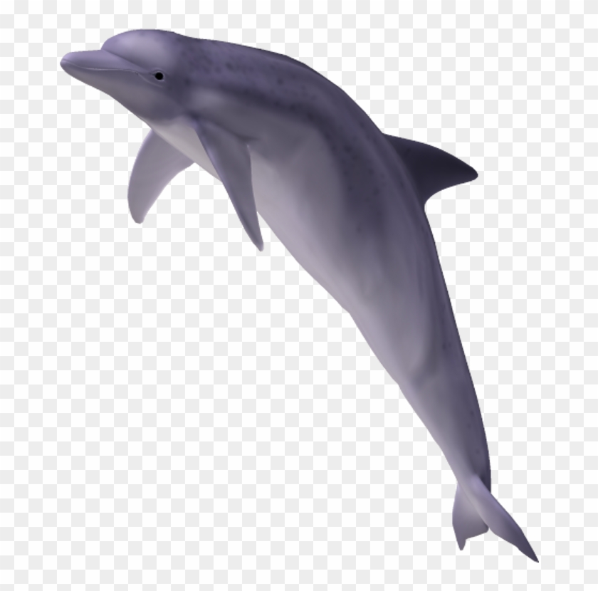 Dolphin Free Png Transparent Background Images Free - Dolphin Jumping Transparent Background #809848