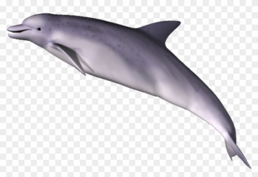 Dolphin Free Png Transparent Background Images Free - Portable Network Graphics #809866