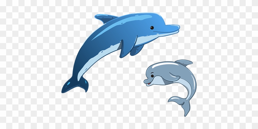 17 23 - Dolphin Cartoon #809887
