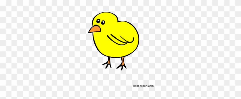 Yellow Chick Clip Art - Okul Öncesi Civciv Boyama #809888