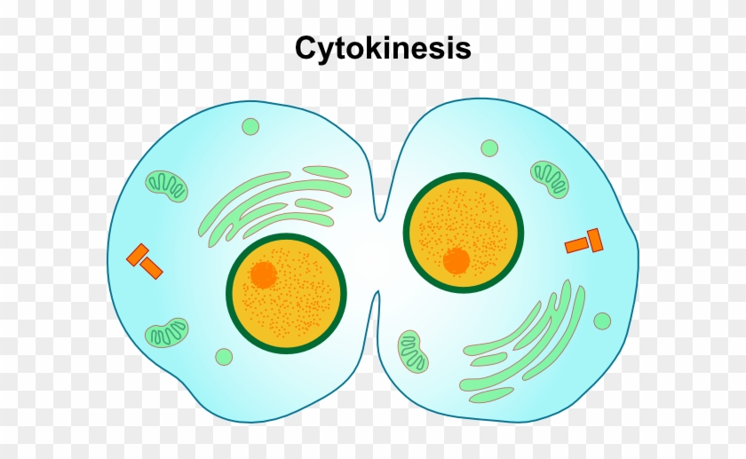 Cytokinesis Png #809957