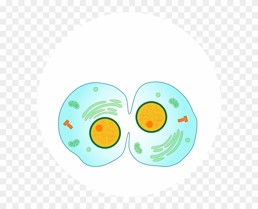 Cytokinesis Mitosis #809961