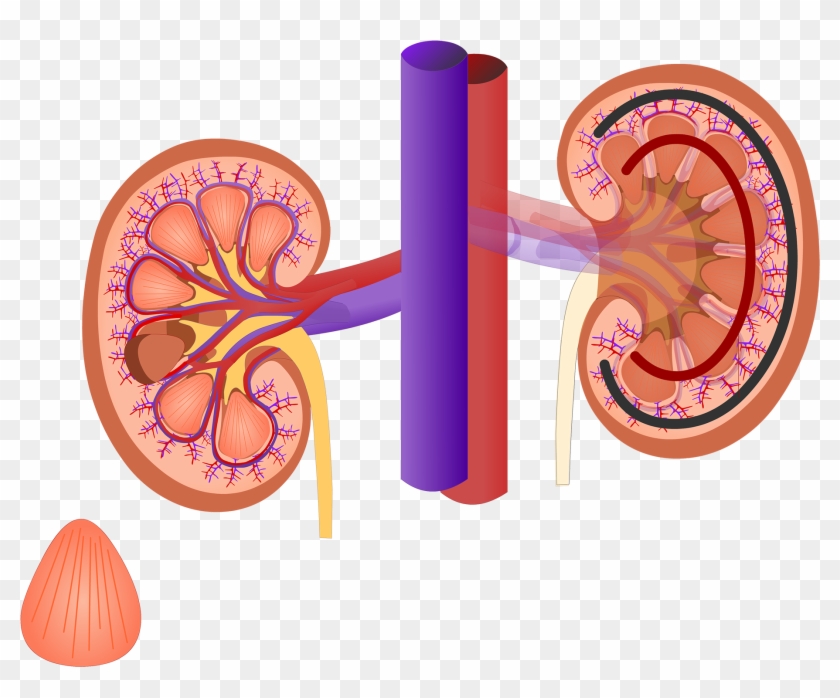 Renal Internal Anatomy - Anatomy #810047