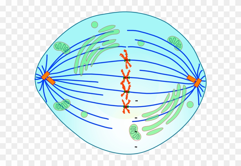 Metaphase Cell With Kinetochores Clip Art At Clker - Metaphase Of Mitosis #810048