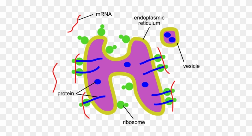 28 Collection Of Er Cell Drawing - Cystic Fibrosis Endoplasmic Reticulum #810059