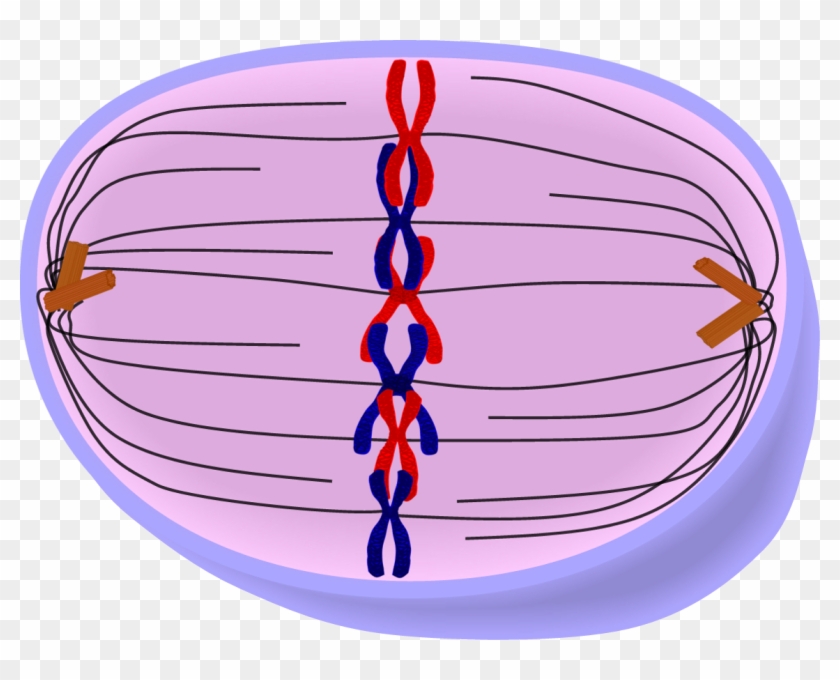 Pin Telophase Clipart - Metaphase Cell #810063