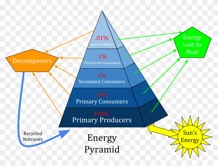 It's Shaped Like A Pyramid Because It Gets Less And - Pyramid Of Energy Biomass And Numbers #810093