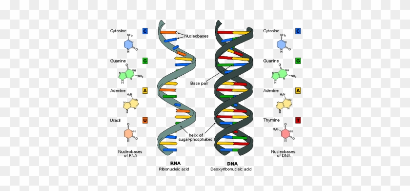 A Lot Of People Love Learning About Dna - Dna And Rna Differences #810094