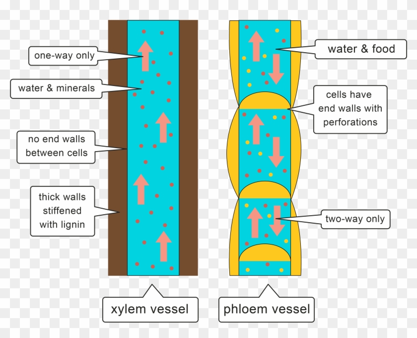 Transport Systems Worksheet - Xylem #810098