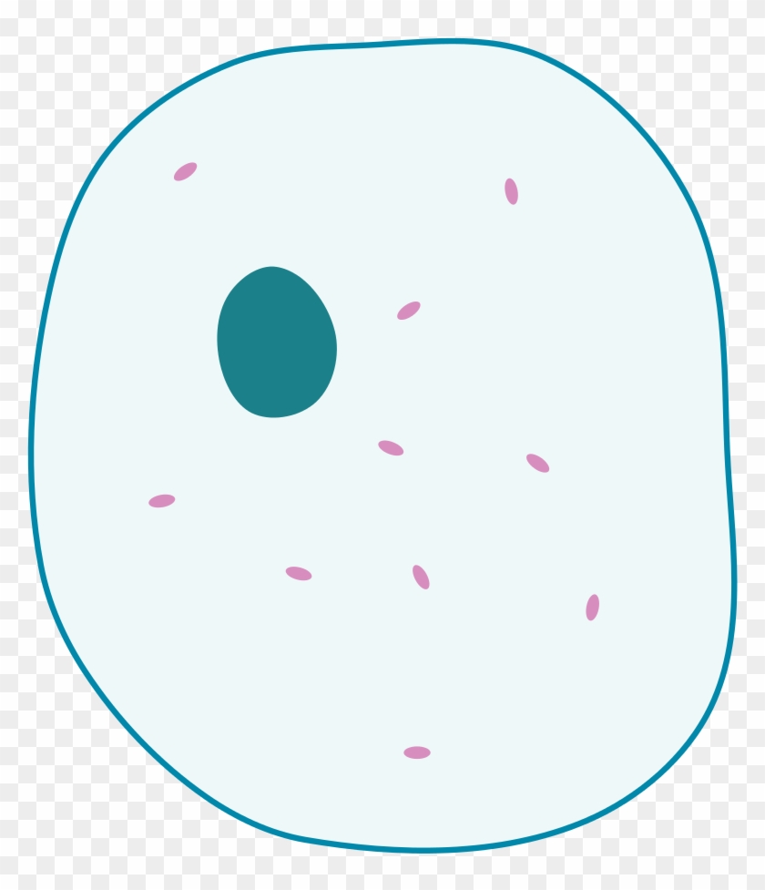 Simple Diagram Of Animal Cell - Simple Animal Cell Unlabelled #810121