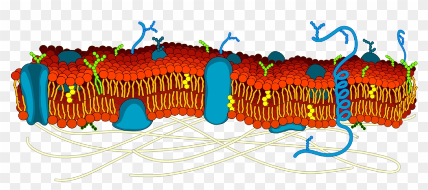 Filecell Membrane Detailed Diagram Blankg Wikimedia - Cell Membrane Structure #810125