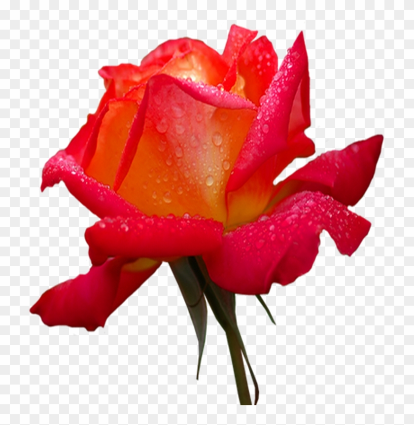 Rose Desktop Wallpaper Flower Iphone - Rose Desktop Wallpaper Flower Iphone #810315
