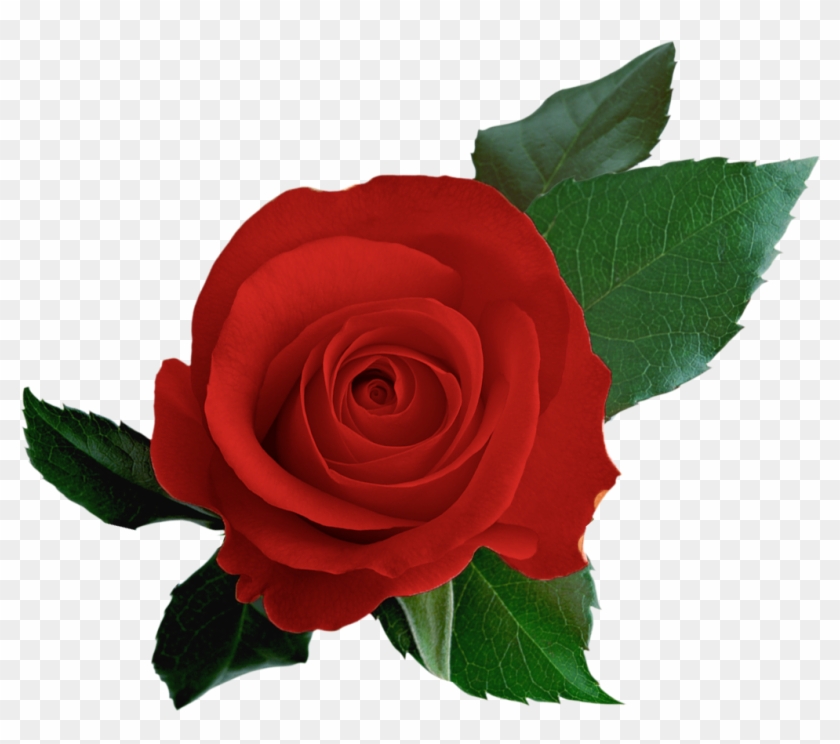 Centifolia Roses Cut Flowers - Centifolia Roses Cut Flowers #810377