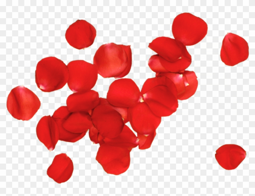 Petal Garden Roses Flower - Petal Garden Roses Flower #810517