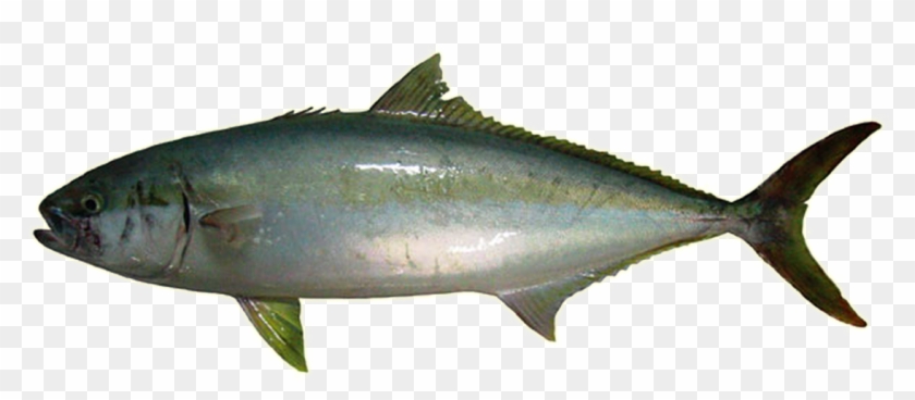 Kingfish - Australia Fishing Legal Size #810599