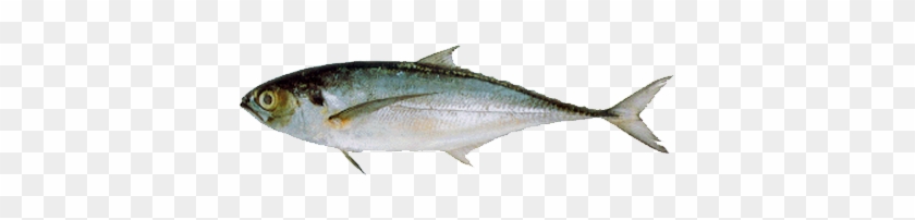 Horse Mackerel - Horse Mackerel #810600