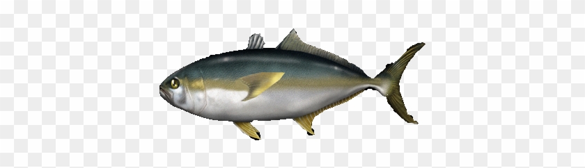 Amberjackjapaneseea Jimmyzhoopz - Juvenile Southern Bluefin Tuna #810630