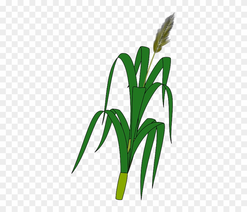 Maize - Wheat Plant To Draw #810661