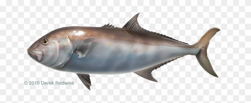 Samson Fish - Samson Fish Vs Amberjack #810716