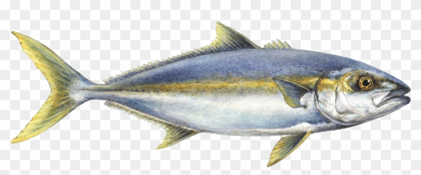 Yellowtail Amberjack - Japanese Amberjack Fish #810719