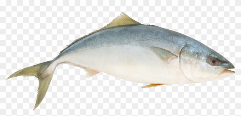 Yellowtail Kingfish - Yellowtail Amberjack #810722