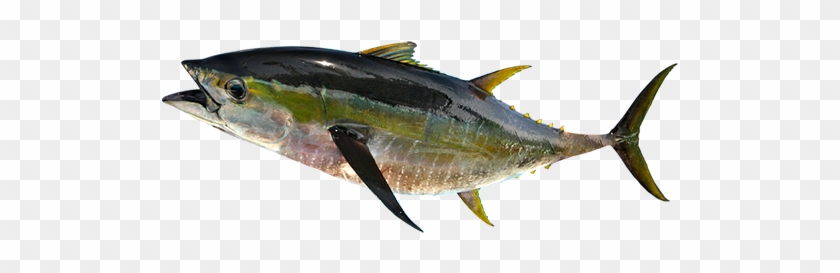 黃鰭鮪 - Atlantic Bluefin Tuna #810726