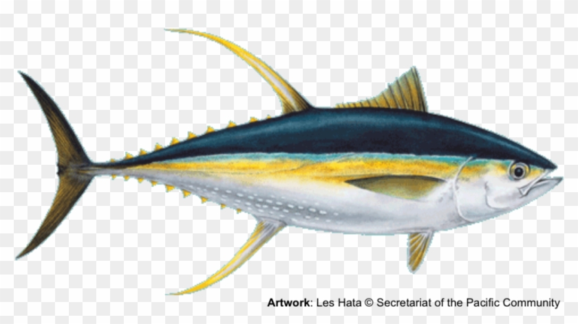 Yellowfin Tuna - Yellowfin Tuna #810728