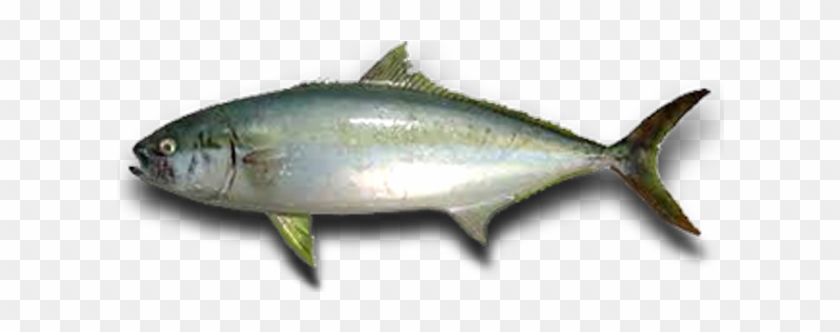 Animals - Yellowtail Amberjack #810729