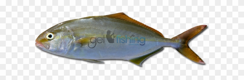 Amberjack - Amberjack Fish #810732