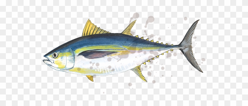 Bigeye Tuna #810733