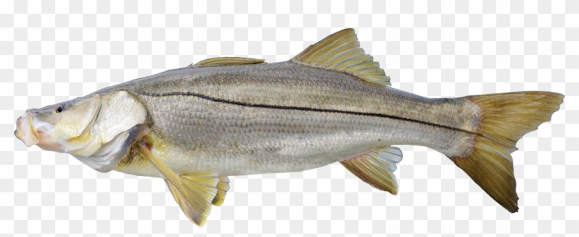 Snook - Common Snook #810739