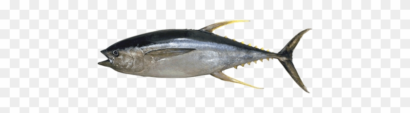 Fresh Fish From The Ocean - Thunnus Albacares #810765