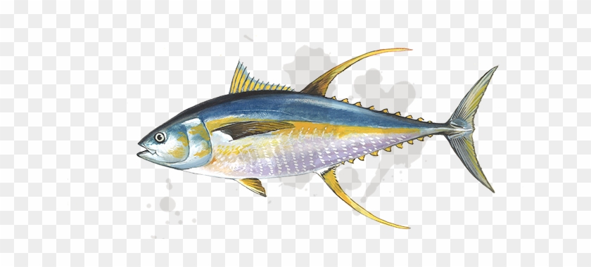 Fishopedia - Tuna Fish #810771
