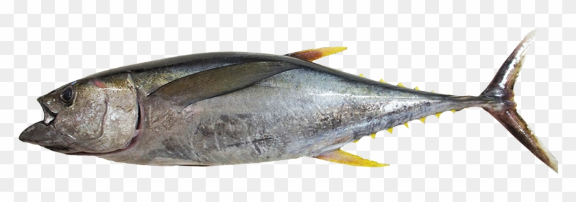 Home - Atlantic Bluefin Tuna #810772