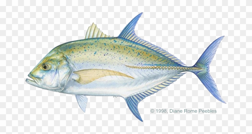 Papio - Bluefin Trevally #810783