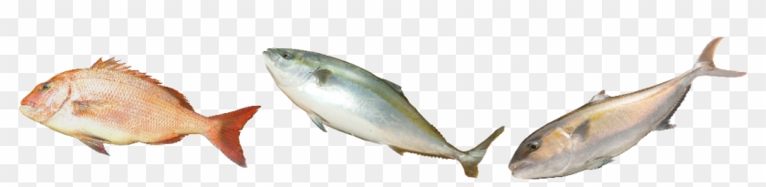 European Pollock #810786