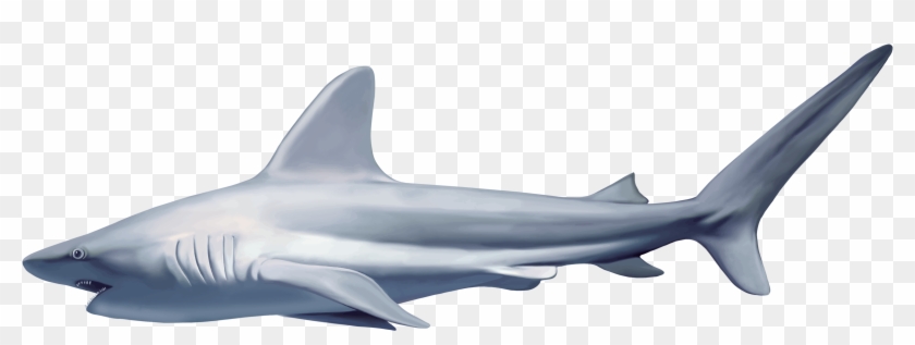 Reef Shark White Background #810800