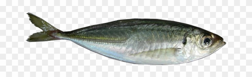 7-horse Mackerel - Gulf Flounder #810813